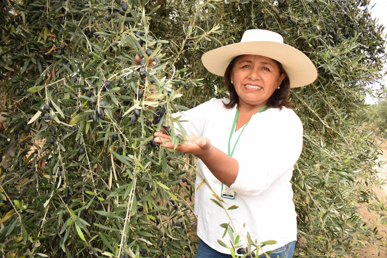 Terroir de Tacna